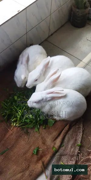 Total 6 rabbits including 3 babies of 1 month and 3 running adult rabbits