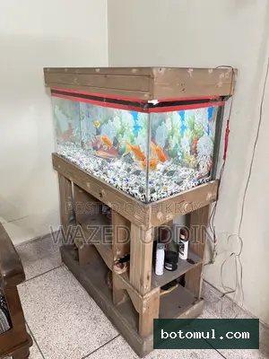 Aquarium Full Setup With Fish