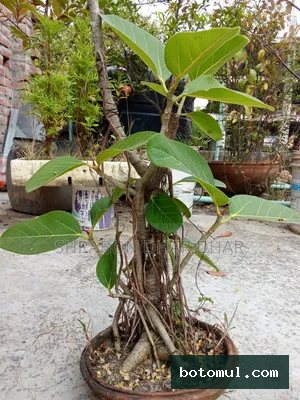 Bonsai tree 7 years ago who made