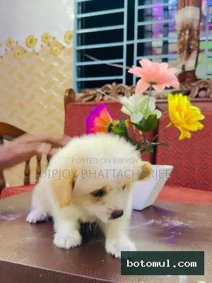 1-3 months Male Purebred Lhasa Apso