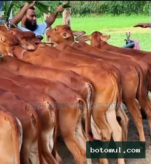 6 improved breed Sahiwal cross heifers for sale