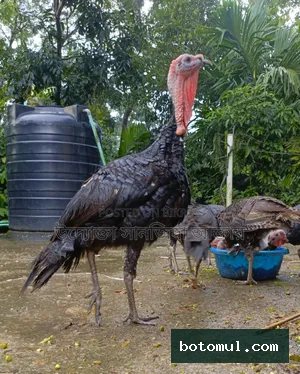 Turkey Chicken for Sale