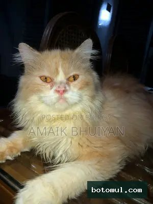 1-3 months Male Purebred Persian