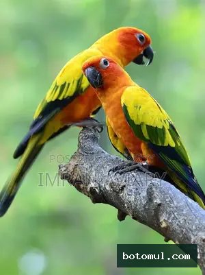 Sun Conure Breeding Pair