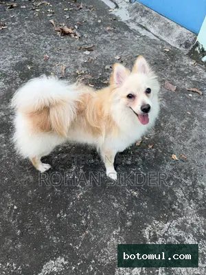 6-12 months Female Purebred Pomeranian