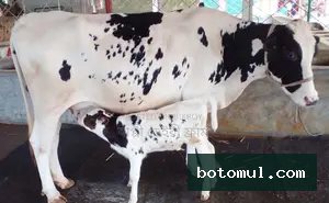 No. 1721 High-Yield Good Milch Cow.
